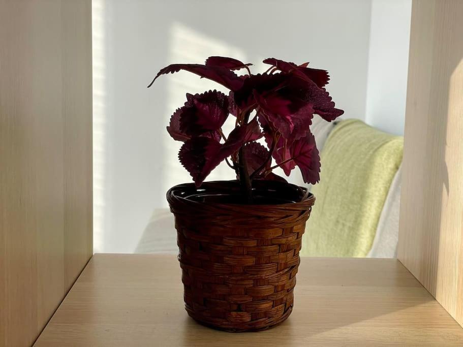 Appartement 73M2 - 2 Chambres - Parking - Wi-Fi Toulouse Exteriör bild